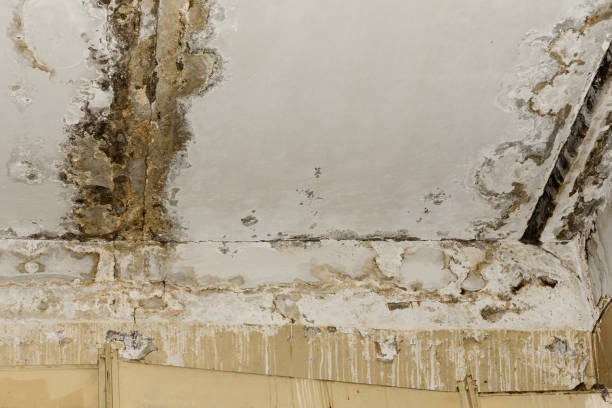 Best Mold Removal for HVAC Installations  in Milford, UT